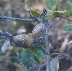 Andricus chrysolepidicola