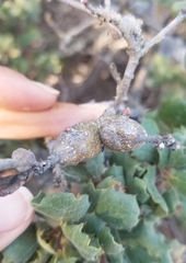 Andricus chrysolepidicola