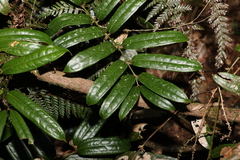 Ripogonum discolor