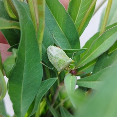 Arvelius albopunctatus