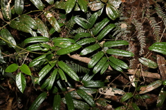 Ripogonum discolor