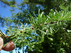 Larix decidua