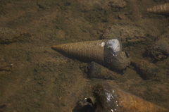 Telescopium telescopium