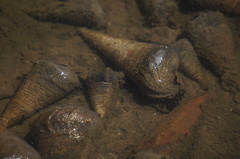 Telescopium telescopium