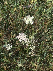 Daucus carota