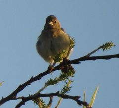 Spinus psaltria