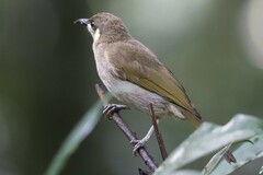 Meliphaga lewinii