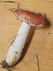 Russula silvestris
