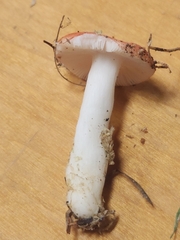 Russula silvestris