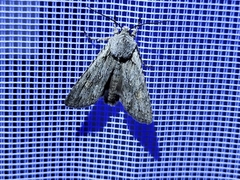 Lithophane ornitopus