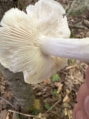 Amanita bisporigera
