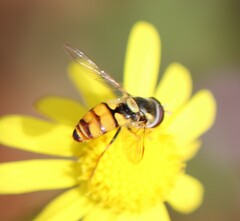 Simosyrphus grandicornis