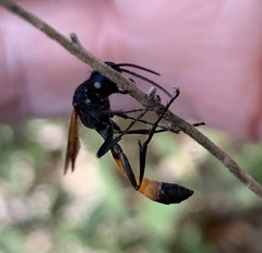 Ammophila placida