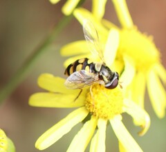 Simosyrphus grandicornis