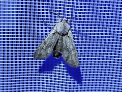 Lithophane ornitopus