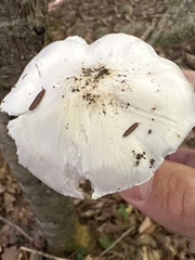 Amanita bisporigera