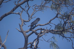 Calyptorhynchus banksii