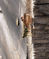 Melanoplus sanguinipes