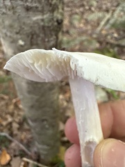 Amanita bisporigera