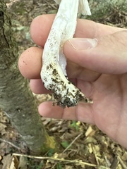 Amanita bisporigera