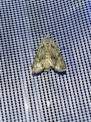 Lithophane ornitopus