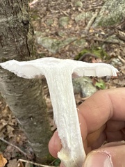 Amanita bisporigera