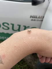 Opisthoncus alborufescens