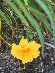 Hemerocallis