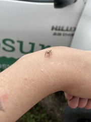 Opisthoncus alborufescens