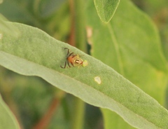 Zonosemata vittigera