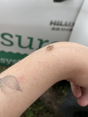 Opisthoncus alborufescens