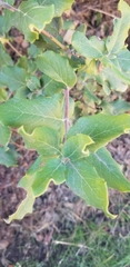 Garrya elliptica