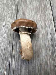 Cyclocybe erebia