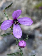 Tetratheca ciliata