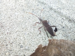 Leptoglossus oppositus