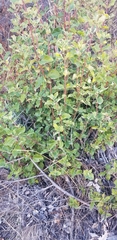 Garrya elliptica