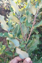 Garrya elliptica