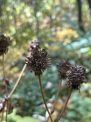 Rudbeckia laciniata