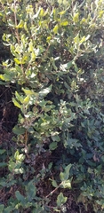 Garrya elliptica