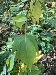 Rudbeckia laciniata