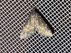Idia lubricalis