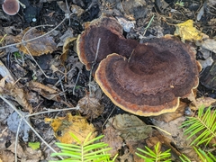 Phaeolus