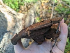 Phaeolus