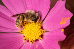 Callandrena