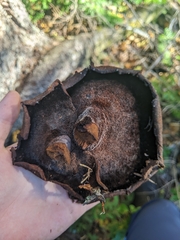 Phaeolus