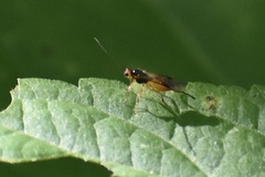 Bracon