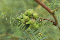 Asphondylia prosopidis