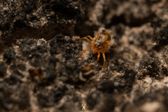 Acariformes