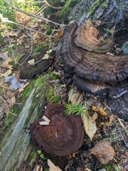 Phaeolus