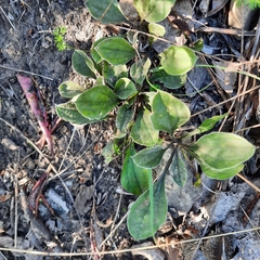 Antennaria plantaginifolia